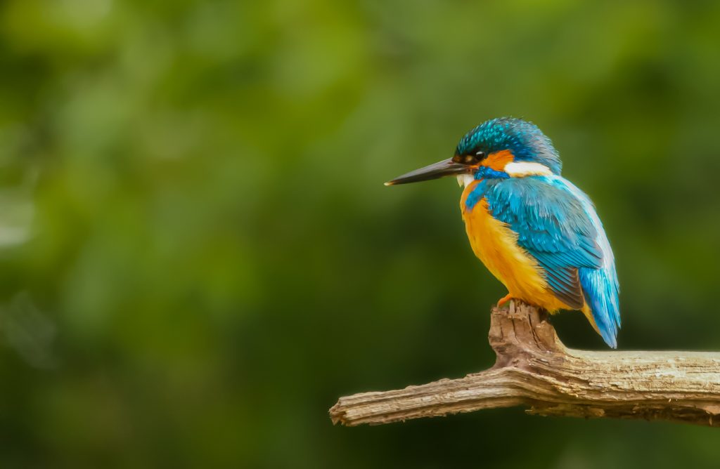 birdswatching in srilanka