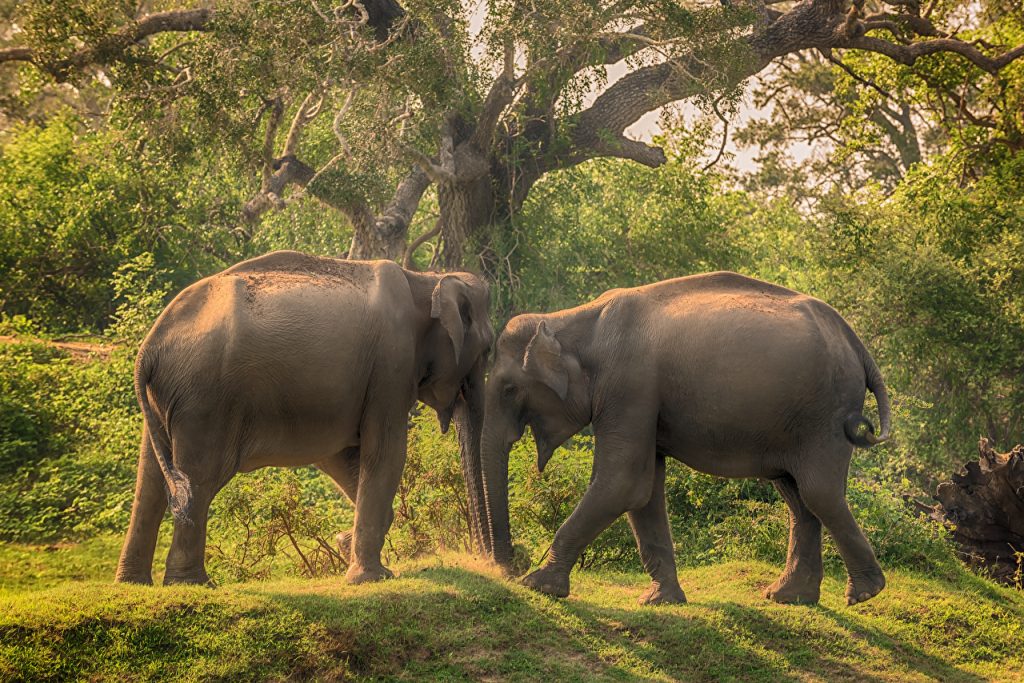 Sri_Lanka_Parks_Elephants_Yala_National_Park_Two_514270_1280x854