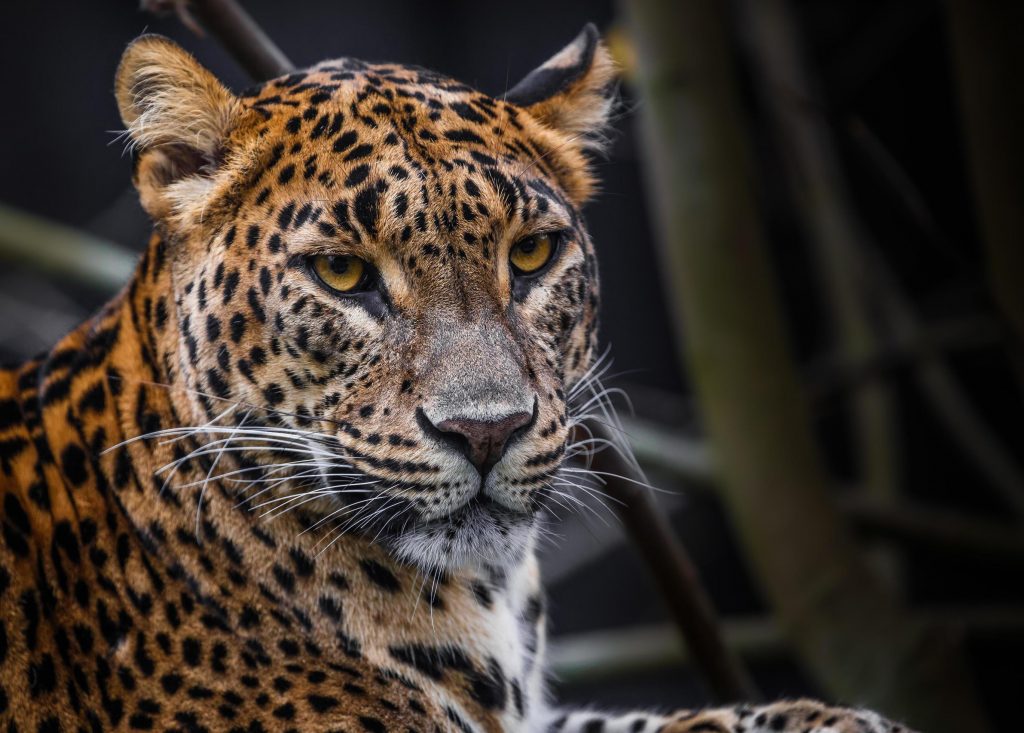 sri-lankan-leopard-free-photo